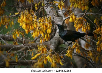 Tui In Kowhai