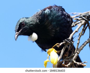 Tui On A Kowhai Tree