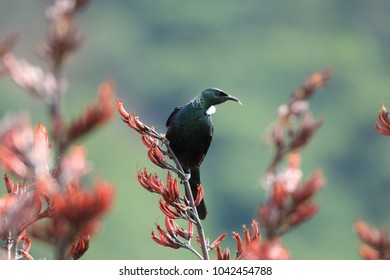 The tui (Prosthemadera novaeseelandiae) is an endemic passerine bird of New Zealand. 