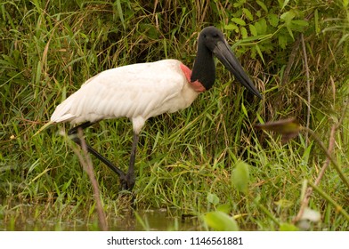 Ciconiformes Images, Stock Photos & Vectors 