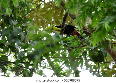 Tukan In Ancon Hill Park, Panama City