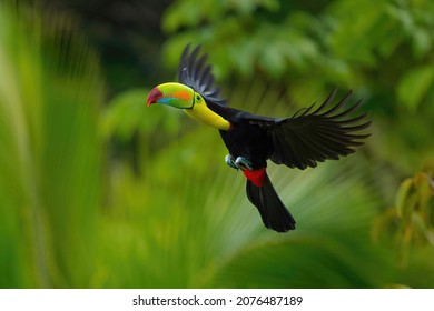 Tukan krátkozobý (Keel-billed toucan) in Costa Rica