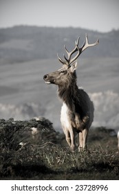 Tule Elk