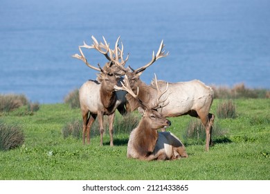 Tule Elk Bull Pen On The Seashore