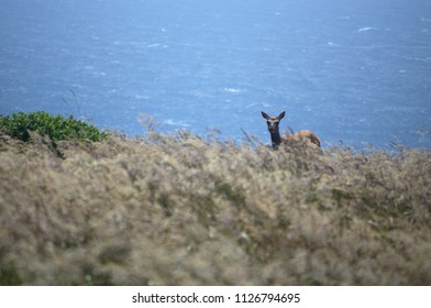 Tule Elk in California USA