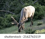 The Tule Elk, Cervus canadensis nannodes, grazes on low grass.