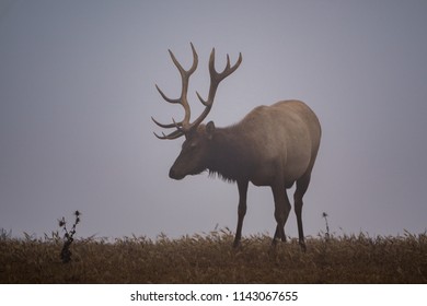 Tule Elk At Point Reyes Station, California.