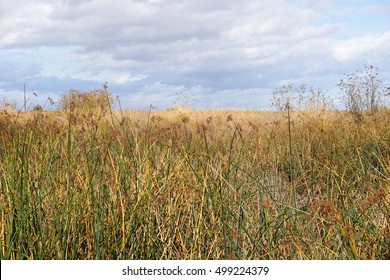 Tule Reeds, Sunnyvale, California