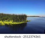 Tules along the Sacremento River Delta with floating grasses