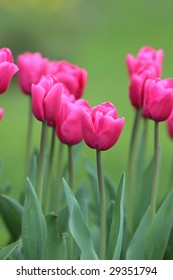 Tulip