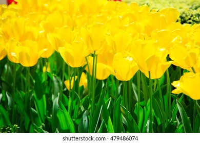 Tulip