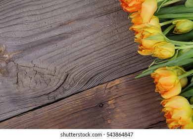 Tulip
