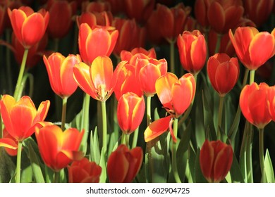 Tulip