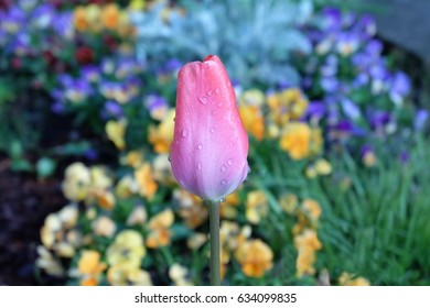 tulip