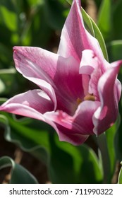 Tulip