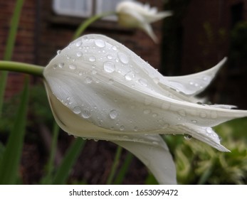 Tulip after a rainstorm with beads of water on the petals 