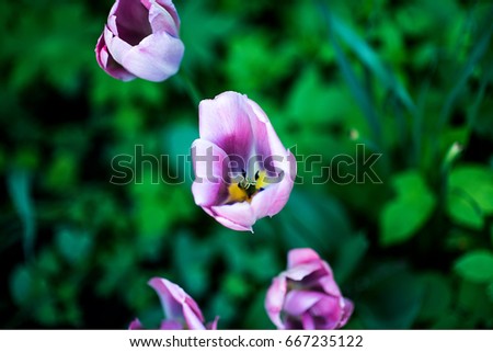 Tulip Arabian Mistery, Lily-flowering Tulipa hybrida in park, Moscow, Russia