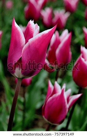 Tulip Ballade Tulip