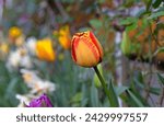 Tulip ”Banja Luka” bears impressive yellow flowers intensely flamed with red, held on sturdy stems above broad, lance-shaped leaves.