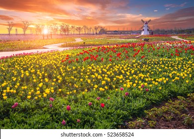 Tulip and beautiful landscape with sunrise