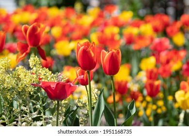 Tulip Beds On A Street Corner In Tokyo