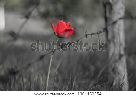 Tulip behind barbed wire in the field