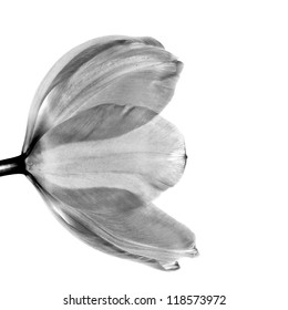 Tulip In Black And White