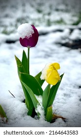 Tulip Blooms Struck By A Spring Snowstorm