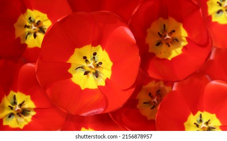 Tulip Blossom Background Image From Overhead View