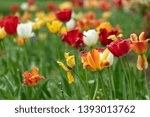 tulip blossom in baltimore sherwood gardens maryland usa