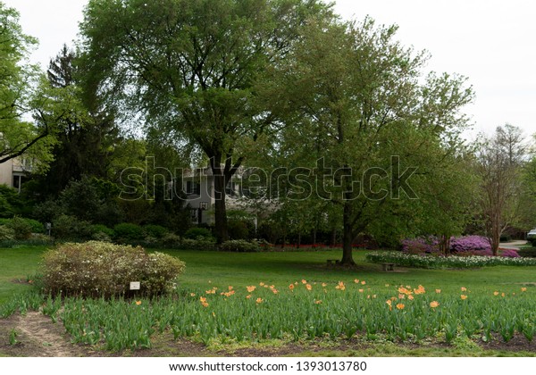 Tulip Blossom Baltimore Sherwood Gardens Maryland Stock Photo
