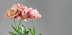 Tulip Bouquet, Tulips Spring Flowers Close Up, Blooming Pastel Pink Tulips Easter Background, Bunch On Grey Background. Beautiful Spring Flowers Blooming, Beauty Flower. Watercolor Belle Epoque Tulips