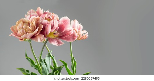 Tulip bouquet, tulips spring flowers close up, blooming pastel pink tulips Easter background, bunch on grey background. Beautiful Spring flowers blooming, beauty flower. Watercolor Belle Epoque tulips - Powered by Shutterstock