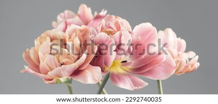 Tulip bouquet, tulips spring flowers close up, blooming pastel pink tulips Easter background, bunch. Beautiful Spring flowers blooming, beauty flower. Watercolor Belle Epoque tulips over grey backdrop
