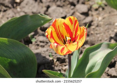 30 Tulip Mosaic Virus Images, Stock Photos & Vectors | Shutterstock