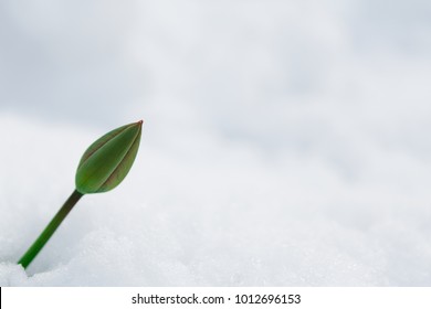 Tulip bud growing through snow during the last days of winter. Nature awakening, first flowers, thaw, looking for spring concept