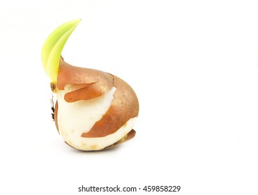 Tulip Bulb Isolated On White Background