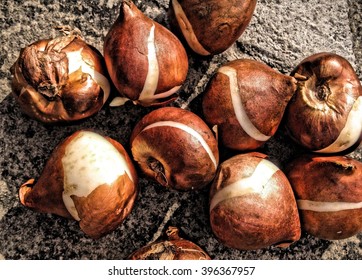 Tulip Bulbs