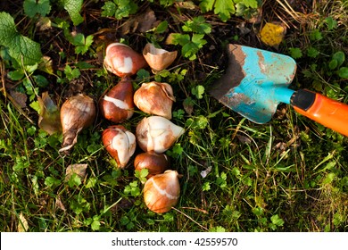 Tulip Bulbs And Daffodil Bulbs