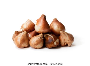 Tulip  Bulbs Isolated On White. Ready To Plant. 