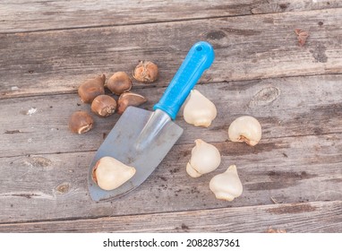 Tulip Bulbs In Small Garden Shovel   On A Wooden Background. Flat Lay