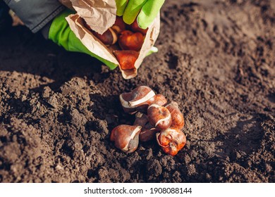 Tulip bulbs spring planting. Woman gardener gets bulbs out of paper bag ready to put in soil. Autumn gardening work