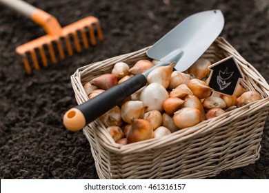 Tulip  bulbs stored in the boxes with shovel on it and carried out for planting , cleaned and prepared flower bulbs ,  agriculture and gardening concept 
