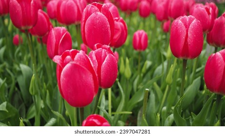 Tulip called rosy delight or mariette in pink color.