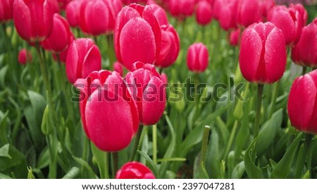 Tulip called rosy delight or mariette in pink color.