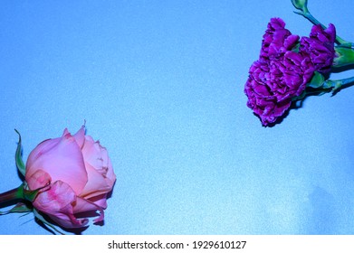 Tulip With Carnage Colorful Flowers Close Up On A Color Backgraund