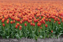 Tulpenanbau In Den Niederlanden, Blumenhintergrund. Schöne Farben.