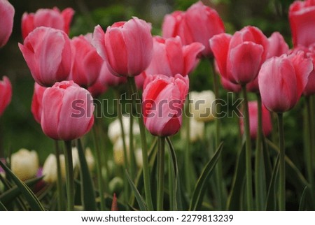 Tulip Design Impression with pearl pink buds.