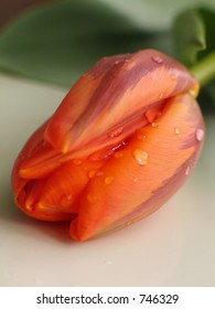 Tulip - doft focus