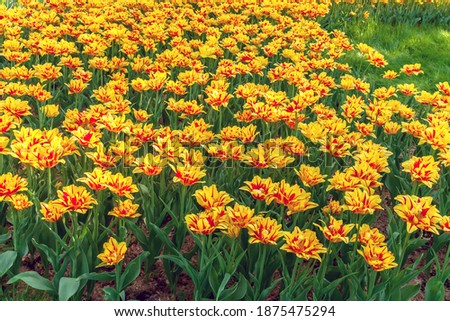 Similar – Image, Stock Photo #AS# Wedding field I Art